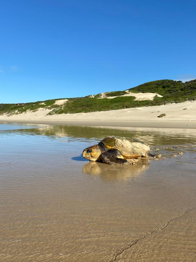 Soutelande Country Stay - Close To 1#Beach In Pe بورت اليزابيث المظهر الخارجي الصورة